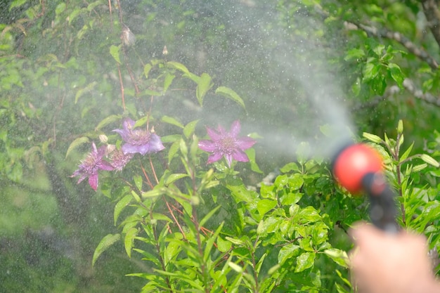 人は庭で花に水をまき、水が流れる水スプレーノズルを手にクローズアップ