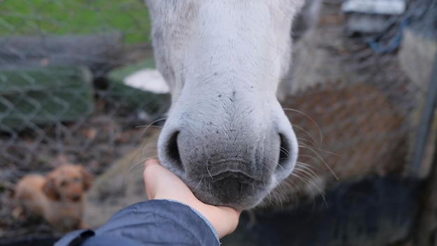 Person petting a black and white donkey. view of the snout of a
donkey on a rainy day in the field.