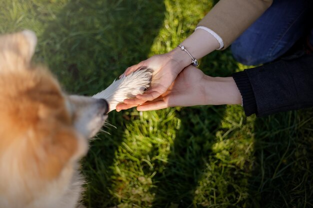 Foto una persona che accarezza la zampa di un cane