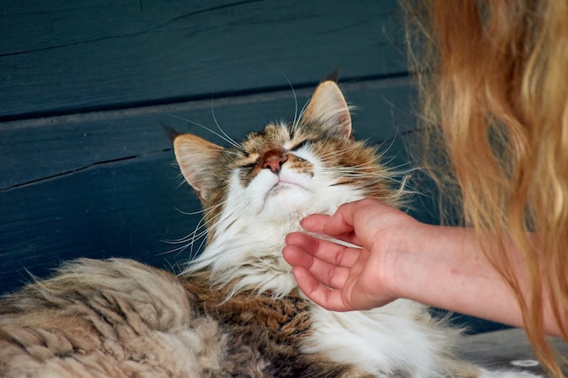 A person petting a lying cat outdoors