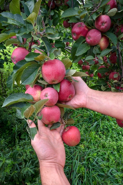 A person picking apples from a tree
