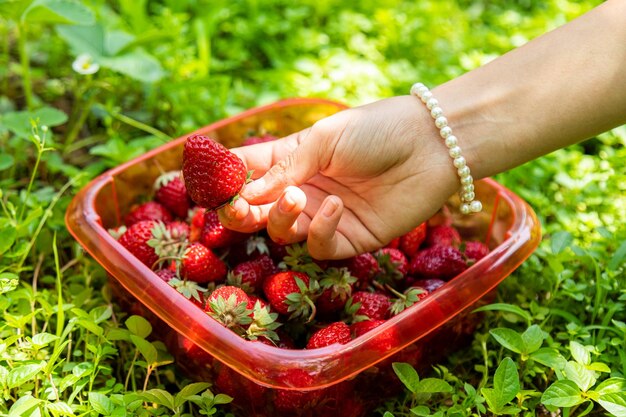 Foto persona che raccoglie fragole fresche dal contenitore di plastica circondato da erba