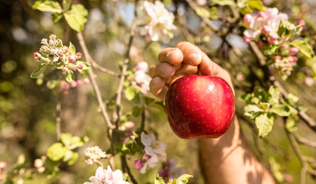 Person picking red apple from tree