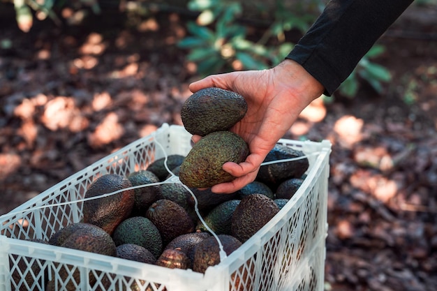 Person places harvested hass avocado in plastic box hand viewx9