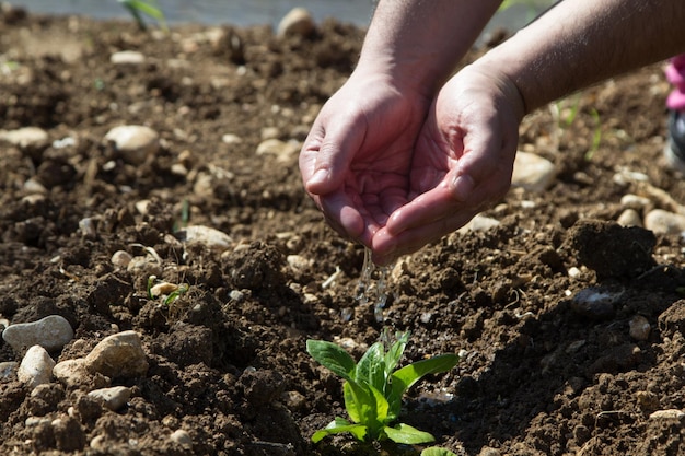 A person planting a plant in a garden