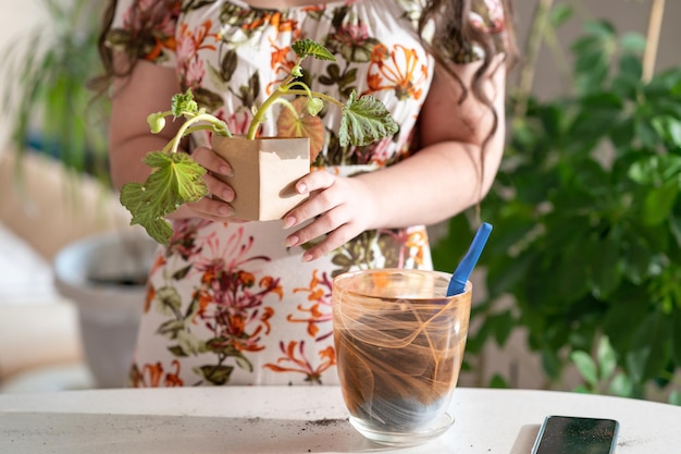 person planting a plant. woman planting flowers. transplanting a flower into a pot