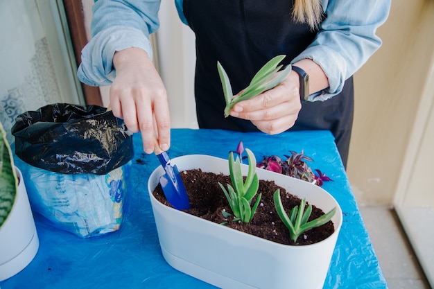 写真 家で鉢に植物を植える人家で植物の世話をするガーデニングのコンセプト