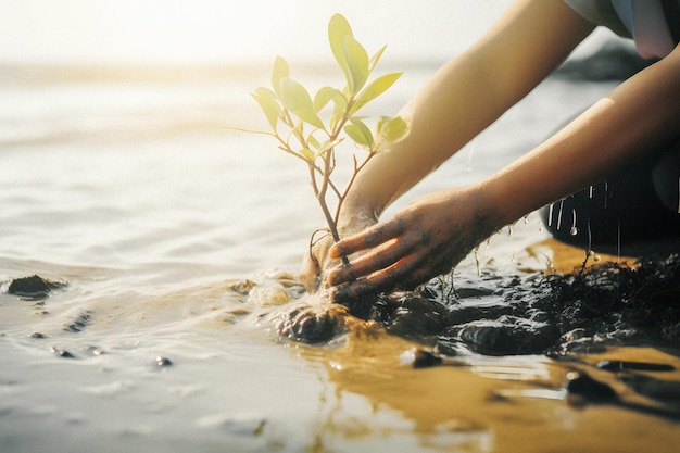 A person planting a tree in the water