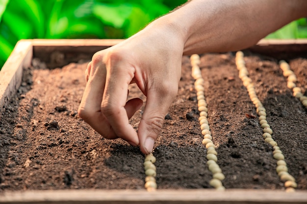 Person plants seeds on the ground