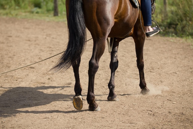 フィールドで馬に乗る人