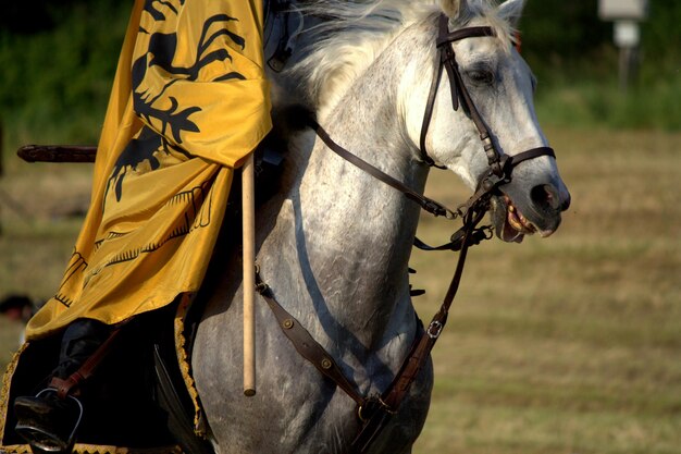 Foto persona a cavallo