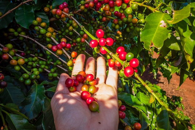 A person's hand holding coffee beans on the tree.