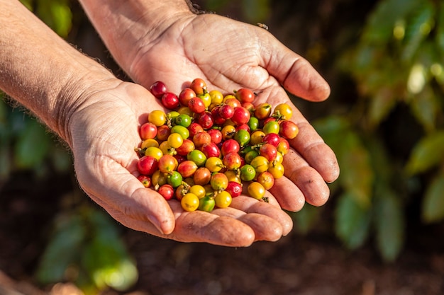 A person's hand holding coffee beans on the tree.