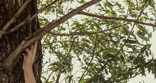 A person's hand touches a tree branch. banner with green leaves on the theme of ecology