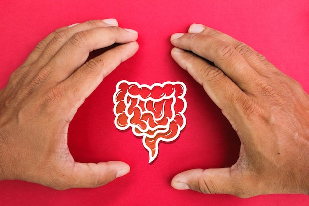 Photo a person's hands hold a cutout of the intestine.