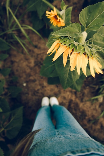 Foto una persona in piedi in un campo di girasoli