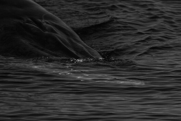 写真 海で泳ぐ人