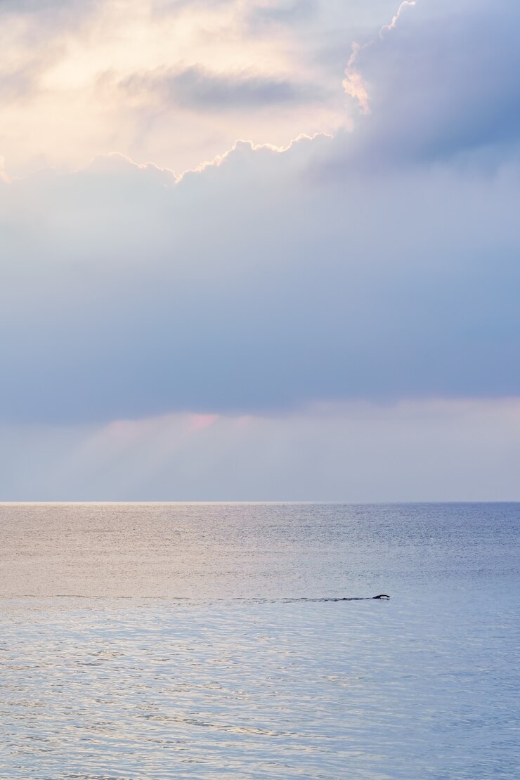 日没の穏やかな日に海の真ん中で泳いでいる人。