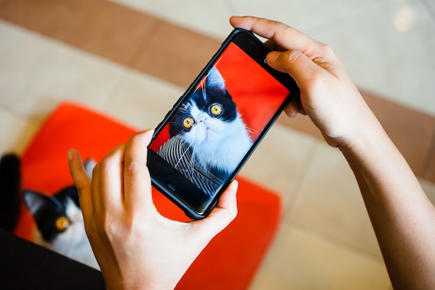 A person take photographing of a cat with smartphone