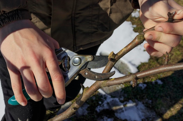 Photo a person using a pruning a tree with a pruning tool.