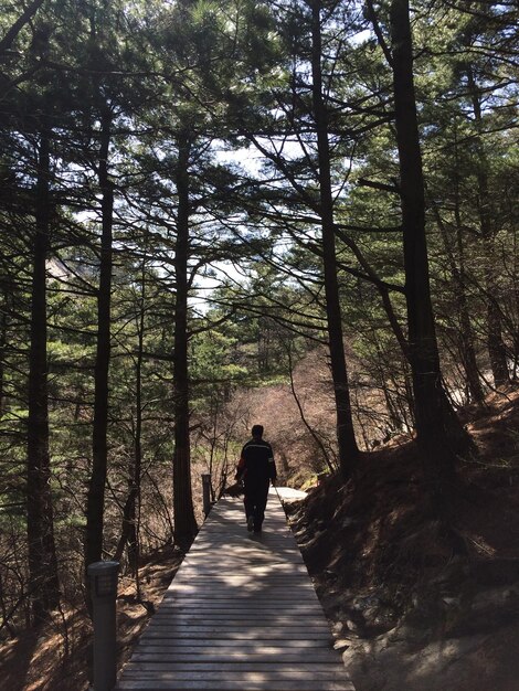 Person walking on boardwalk in forest