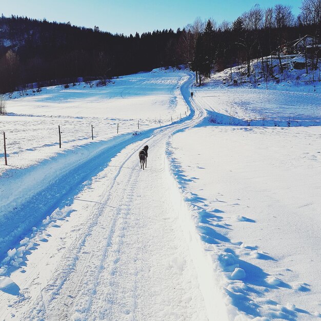 写真 雪で覆われた土地を歩いている人