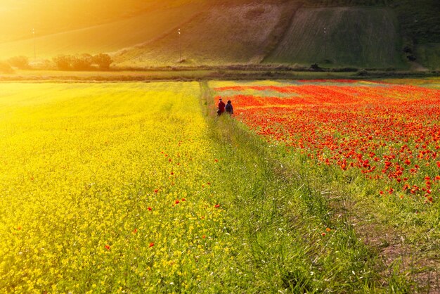 Person walking in red and yellow field of wild flowers in summer