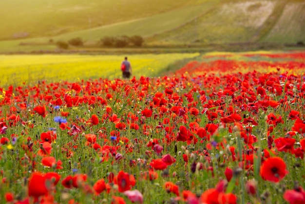 Person walking in red and yellow field of wild flowers in summer