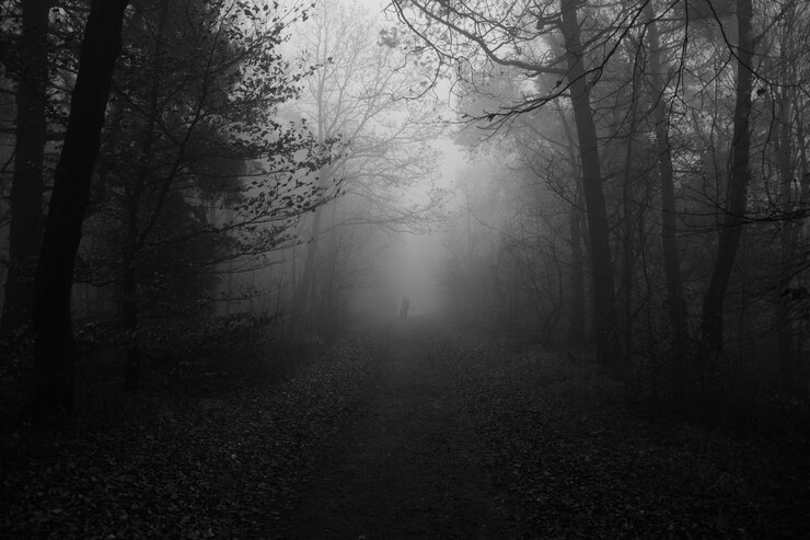 Photo person walking on road amidst trees in forest