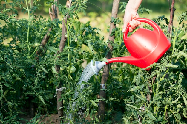 Photo person watering plants at garden