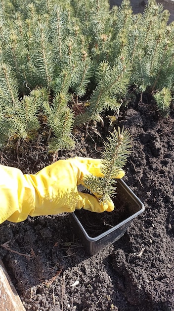 A person wearing a yellow glove holds a small tree in a container.