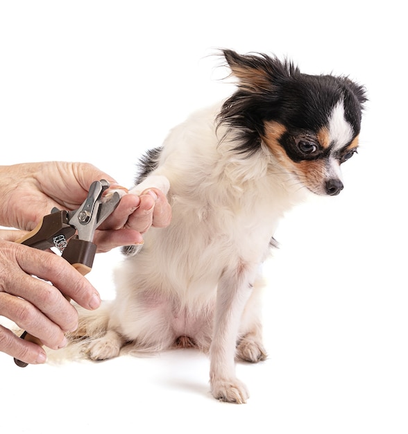 Person who cuts the top long claws of a chihuahua on a white background