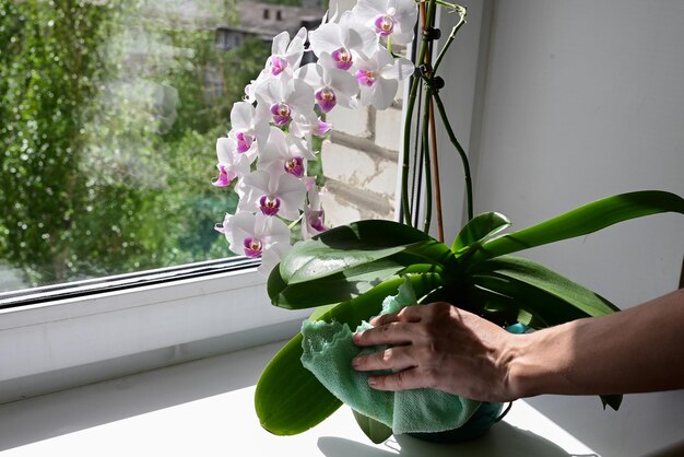 Person wiping house dust from houseplants leaves in springtime with soft cloth Spring houseplant care concept Orchid are commonly known as spath or peace lilies growing in pot in home room