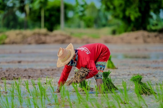 Photo person working on field