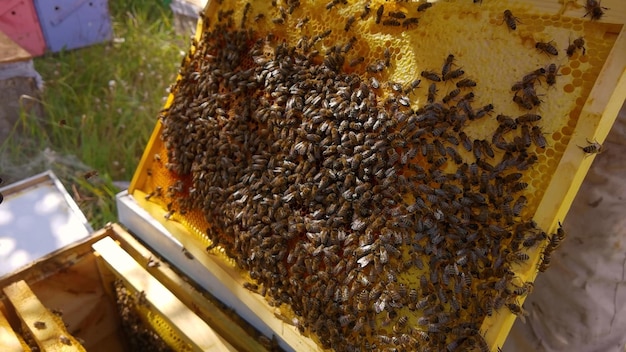 A person works in an apiary with bees extracting honey