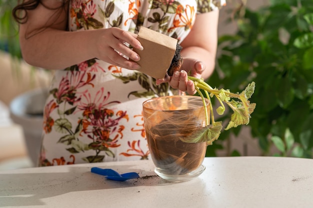 persoon die een plant plant. vrouw die bloemen plant. een bloem in een pot verplanten