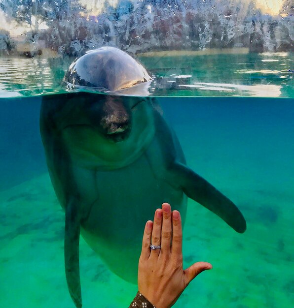 Foto persoon die in de zee zwemt