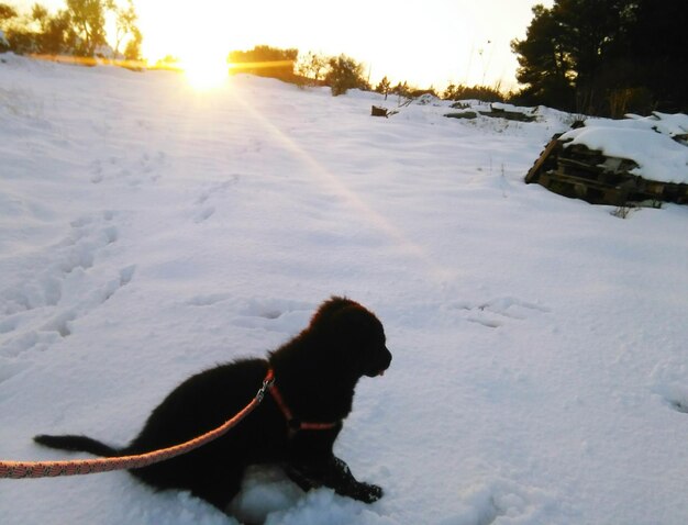 Foto persoon die op een met sneeuw bedekt veld staat