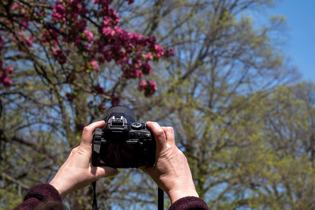 Persoon die op zonnige dag een foto maakt van een bloeiende boom in het park. Fotograferen met camera