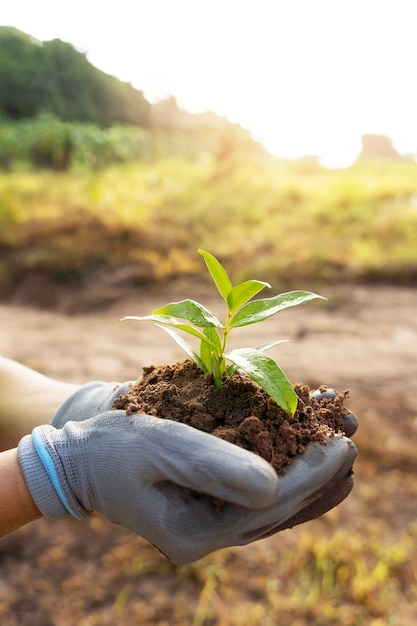 Foto persoon die plant vasthoudt