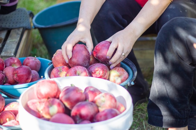 persoon die rode appels in de appelboomgaard ophaalt