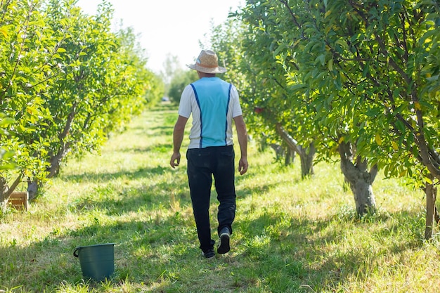 persoon die rode appels in de appelboomgaard ophaalt