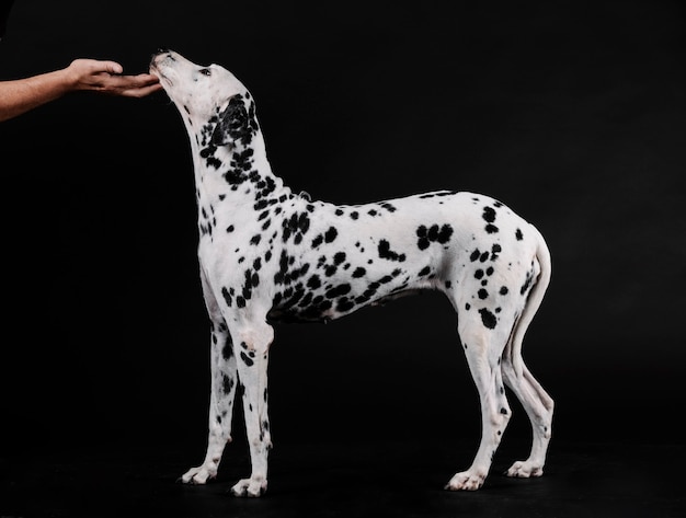 Persoon een dalmatische hond staande aaien