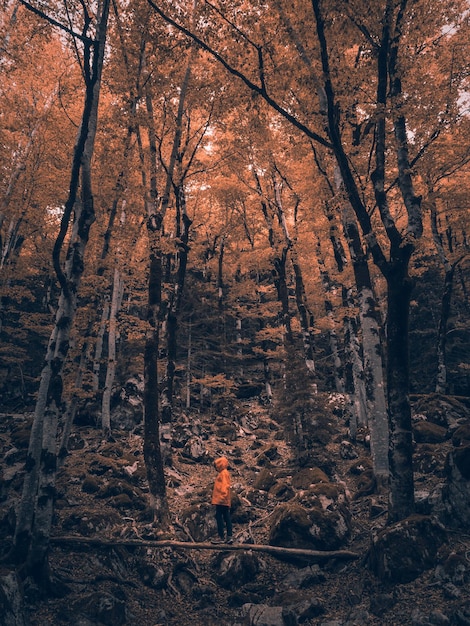 Persoon in het bos in de herfst