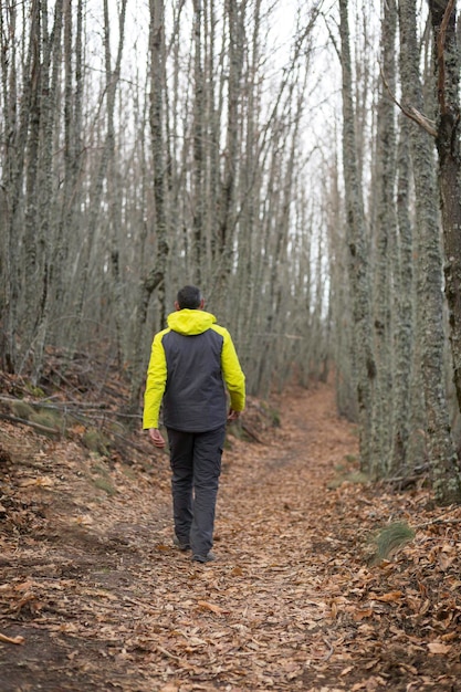 Persoon loopt alleen door het bos in de winter. Spoor van gevallen bladeren, hoge bomen