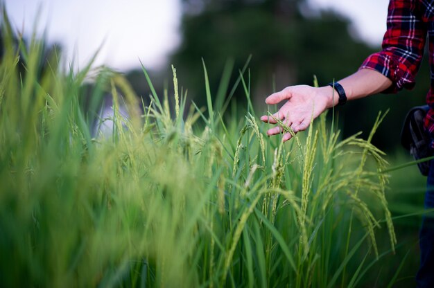 Persoon wat betreft jasmijn rijst planten in het veld