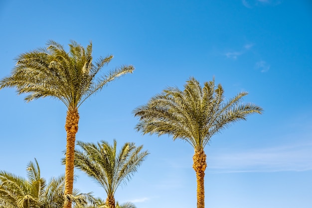 Perspectief omlaag van verse groene palmbomen in tropische regio tegen levendige blauwe hemel in de zomer.