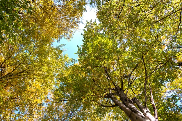 Perspectief van beneden naar boven uitzicht op herfstbos met fel oranje en gele bladeren.