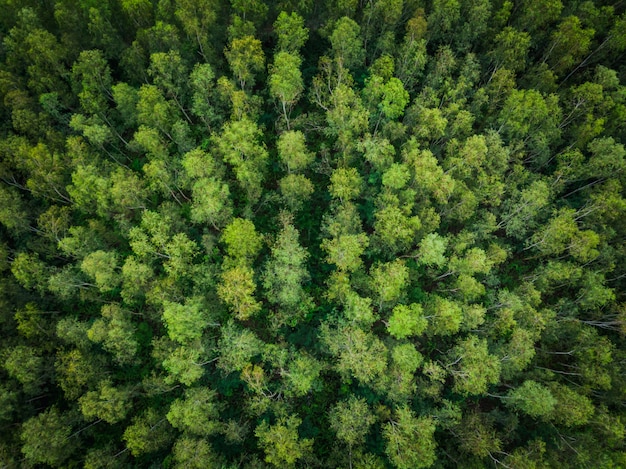 Perspective aerial top view green trees 