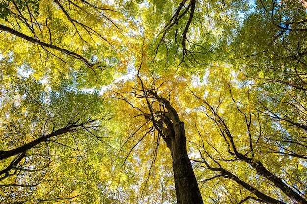 밝은 오렌지색과 노란색 잎이 있는 가을 숲의 아래에서 위로 전망. 화창한 가을 날씨에 두꺼운 캐노피가 있는 울창한 숲.